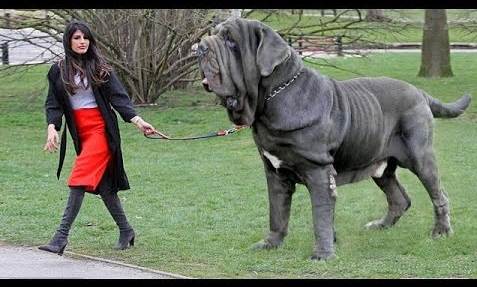 Top 10 fattest Dog Breeds in the World 2021