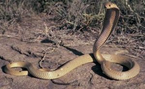 Top 10 Most Poisonous Snakes in The World (2021)