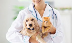 Top 10 Best Pet Insurance Companies of 2021