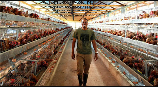 How To Start A Small Poultry Farm Business