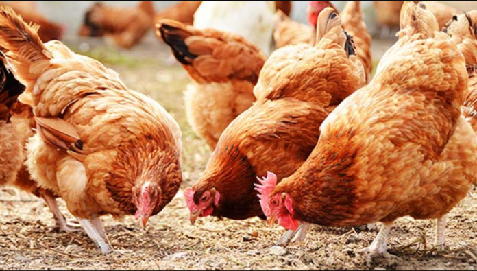 Full Costs and how to start Small scale poultry farming business in