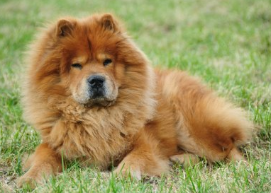 Most Aggressive Dog Breeds in the World 2021