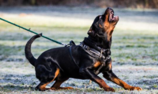 Top 10 Most Aggressive Dog Breeds in the World 2021