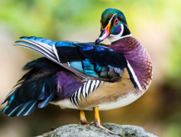 Top 10 Most beautiful birds in the world 2021
