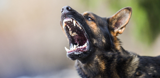 Top 10 Most Aggressive Dog Breeds in the World 2021