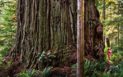 Top 10 Biggest Trees in the World 2021