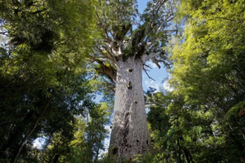 Top 10 Biggest Trees in the World 2021