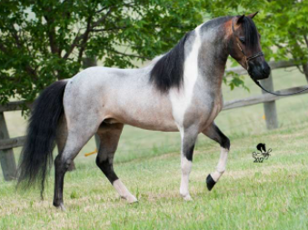 Best Horse Breeds in the World