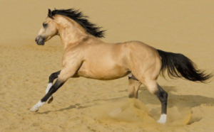 Best Horse Breeds in the World 2021