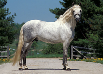 Best Horse Breeds in the World 2021
