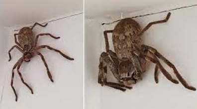 largest spiders in the world 2021