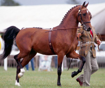 Top 10 Fastest Horse Breeds in the World (2021)