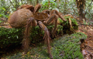 Largest Spider In The World 300x193 