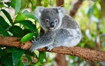 Cutest Animals in the World 2021