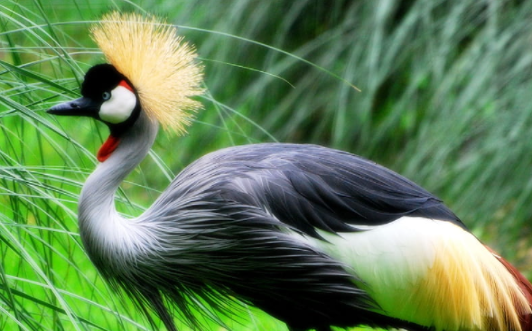 Top 10 Most Beautifully Crowned Birds in the World 2021