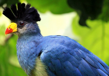 Top 10 Most Beautifully Crowned Birds in the World 