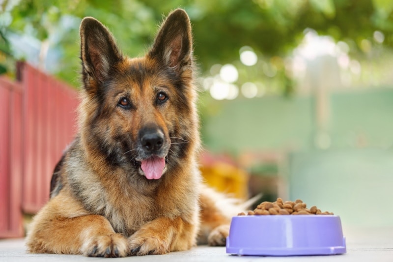 10 Best Dog Foods for Senior Dogs In 2023