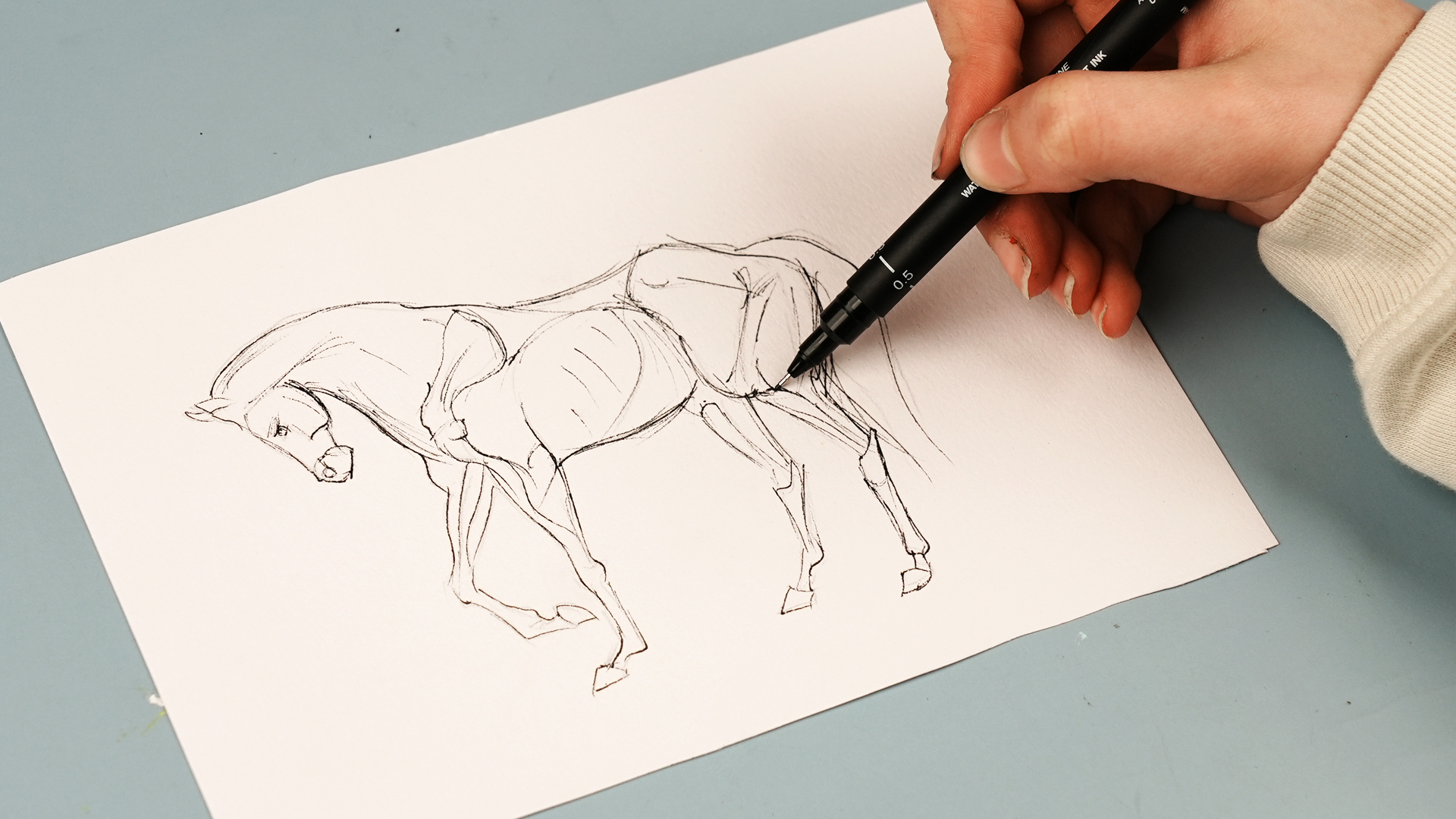 Top 10 Best Animals to Draw (Step By Step)