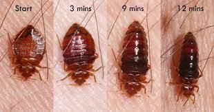 Sizes of Bed Bugs